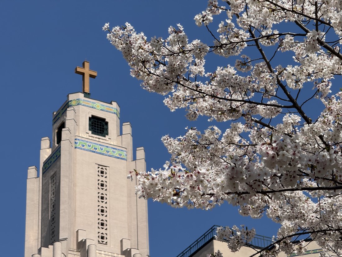 桜と聖路加国際大学の礼拝堂