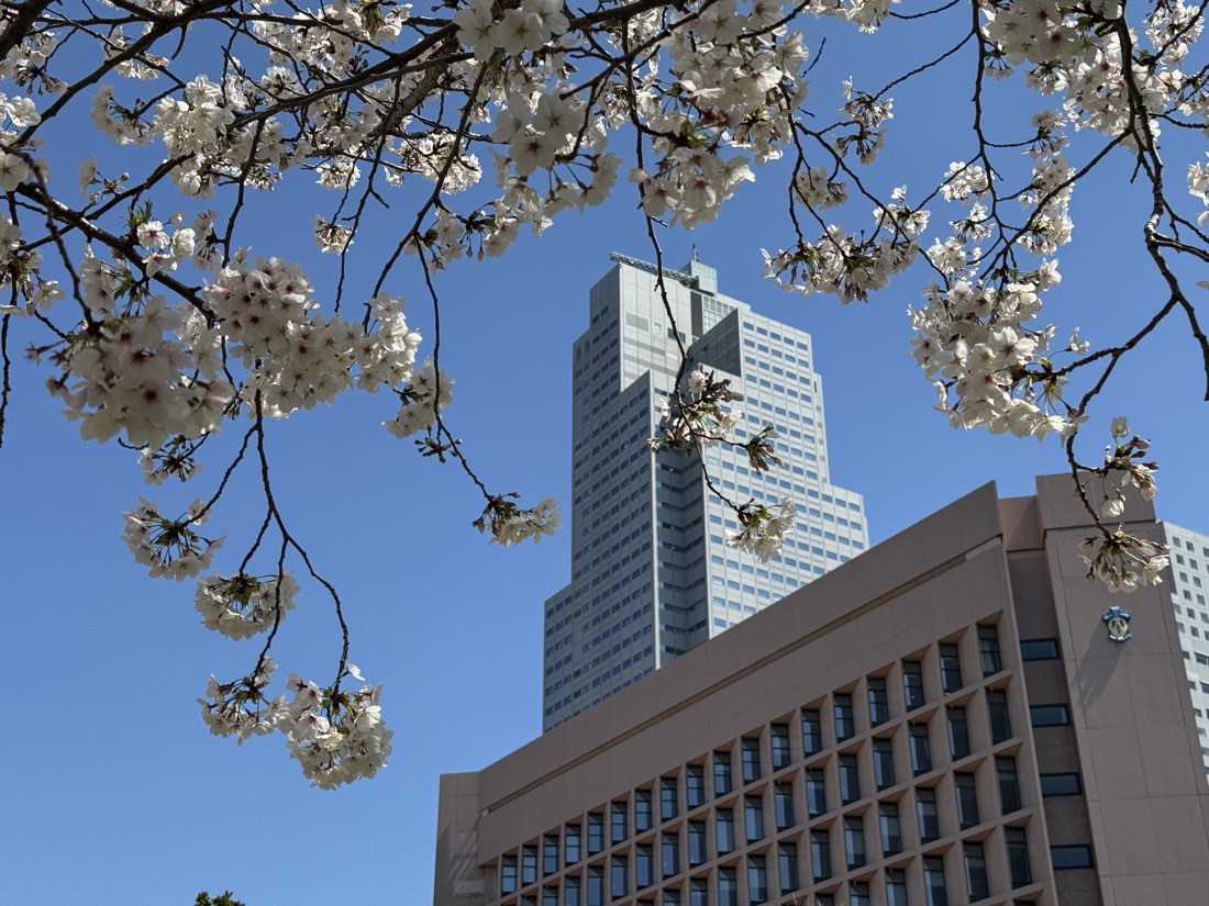 桜の時期の聖路加国際病院